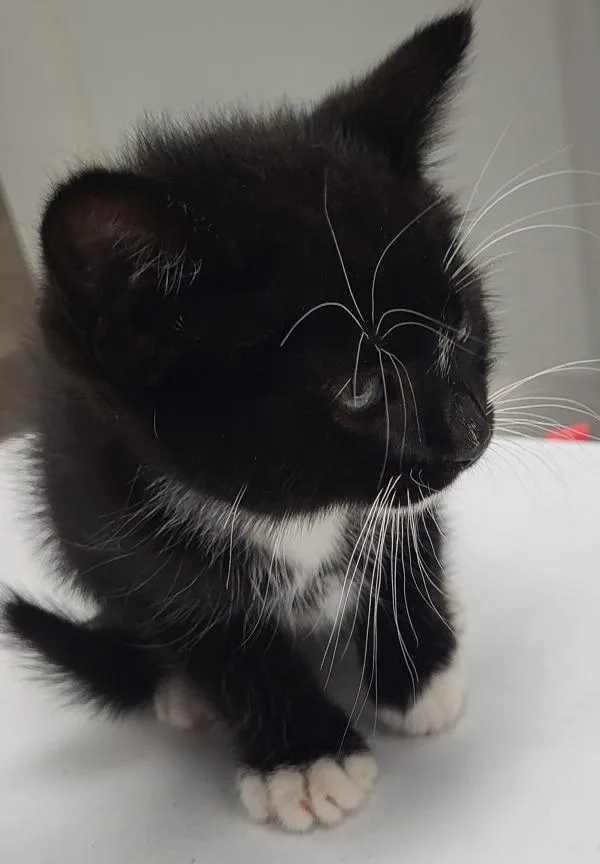 A baby small-sized male Domestic Short Hair cat named Pen   Socks for adoption in Lawrenceville, GA