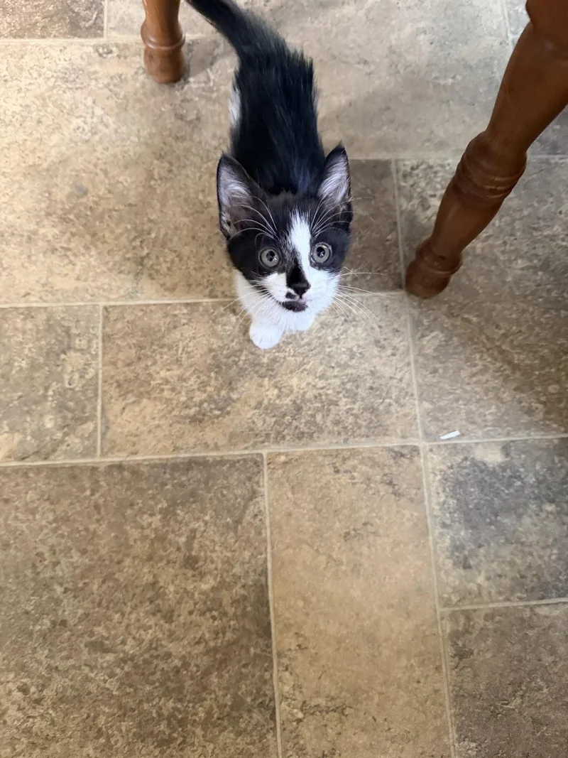 A baby medium-sized female Black & White / Tuxedo Domestic Short Hair cat named Ariel for adoption in Rochester, NY