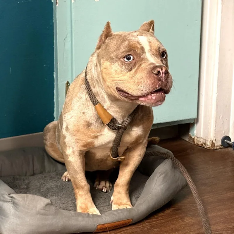 An adult medium-sized female Brown / Chocolate American Bulldog dog named Halsey for adoption in Port Richey, FL