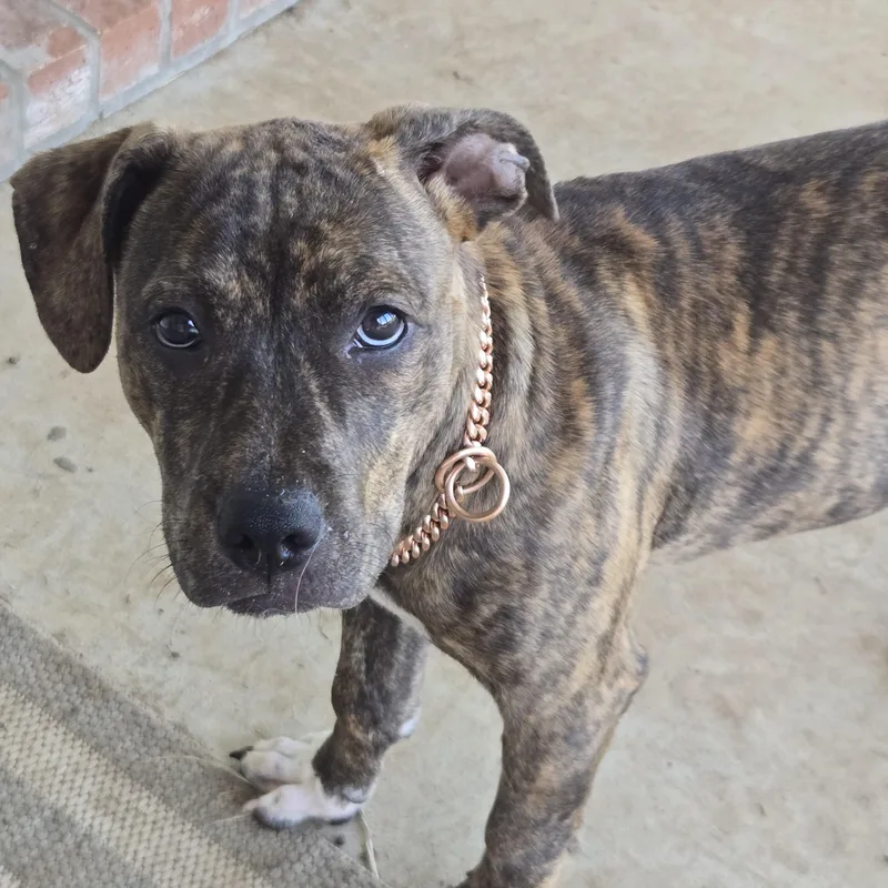 A baby medium-sized female Brindle Catahoula Leopard Dog dog named Spice for adoption in Sheridan, AR