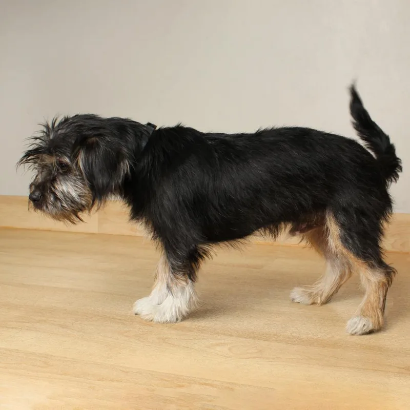 Fisher Jones D thumbnail 2