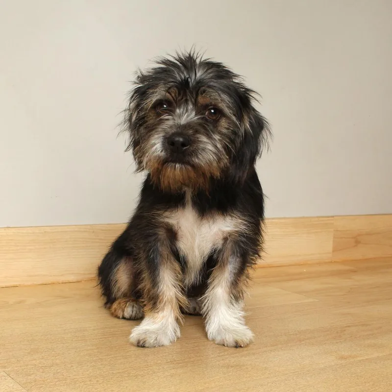 Fisher Jones D thumbnail 3