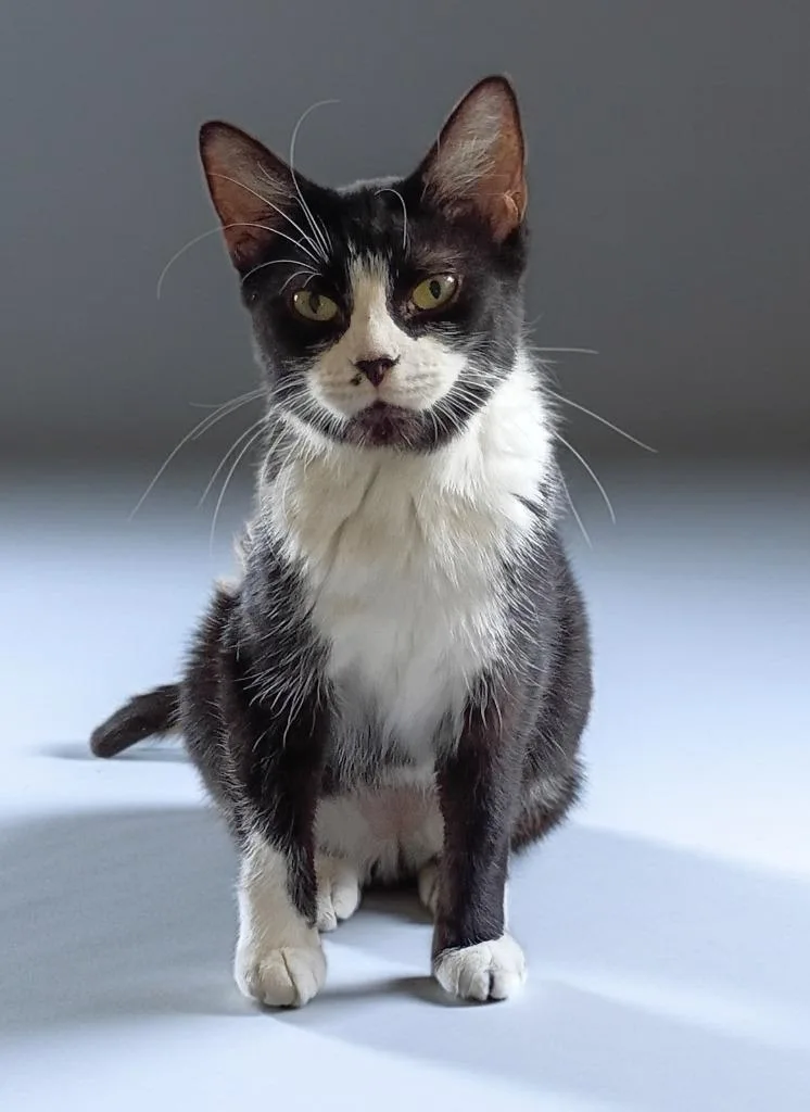 Oreo