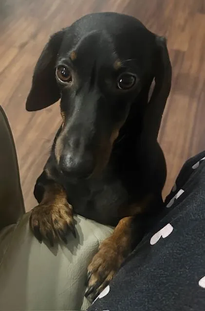 A young medium-sized male Dachshund dog named Rocky for adoption in Los Angeles, CA