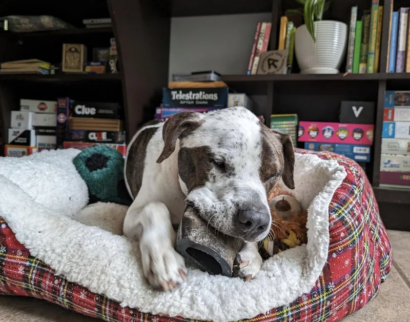 A young large-sized male Bluetick Coonhound dog named Alvin for adoption in Austin, TX