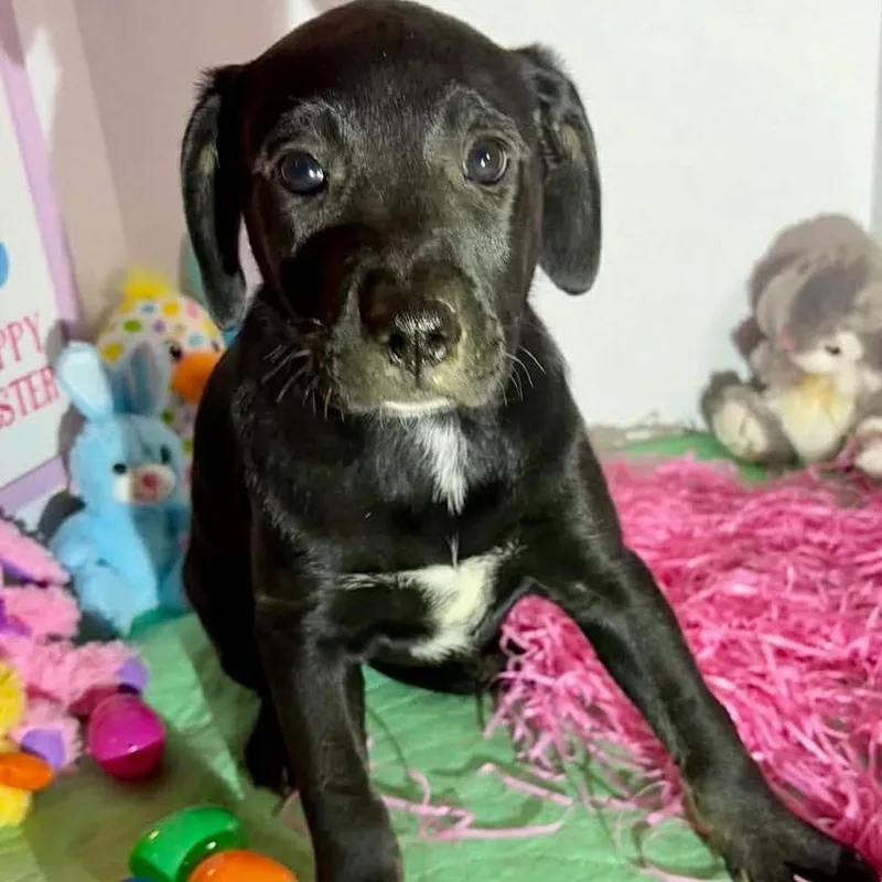 A baby large-sized female Labrador Retriever dog named Ophelia for adoption in Grand Bay, AL