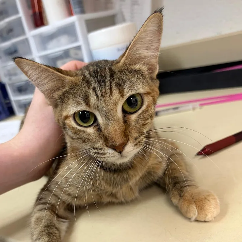 A young medium-sized female Domestic Short Hair cat named Erin for adoption in Ardmore, OK