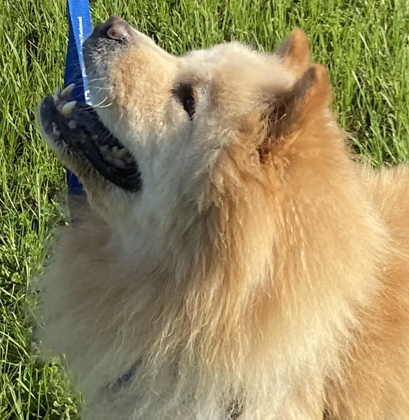A senior medium-sized male Chow Chow dog named Barkley for adoption in Manchester, CT