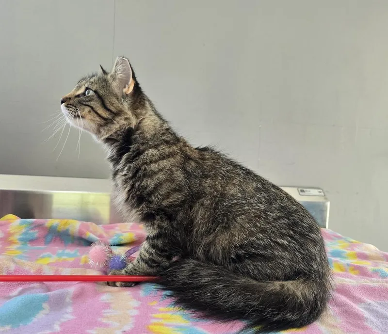 An adult large-sized female Domestic Long Hair cat named Norma for adoption in Dickson, TN