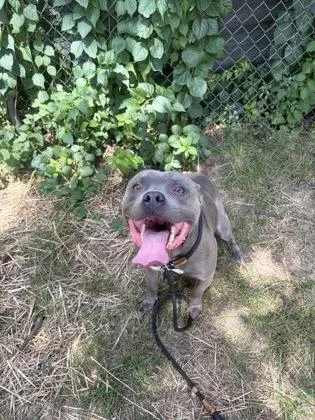 A young medium-sized male Gray / Blue / Silver Mixed Breed dog named Surf for adoption in Mishawaka, IN