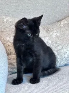 A young small-sized male Domestic Medium Hair cat named A Jerry Petsmart West for adoption in North Charleston, SC