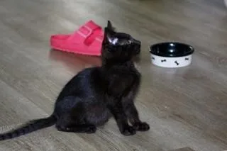 A Jerry Petsmart West thumbnail 2