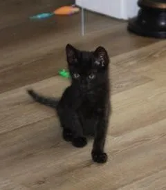 A Jerry Petsmart West thumbnail 3