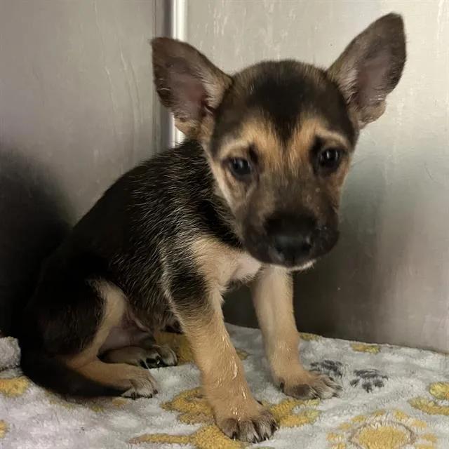 A baby small-sized male German Shepherd Dog dog named Howard for adoption in Rosenberg, TX