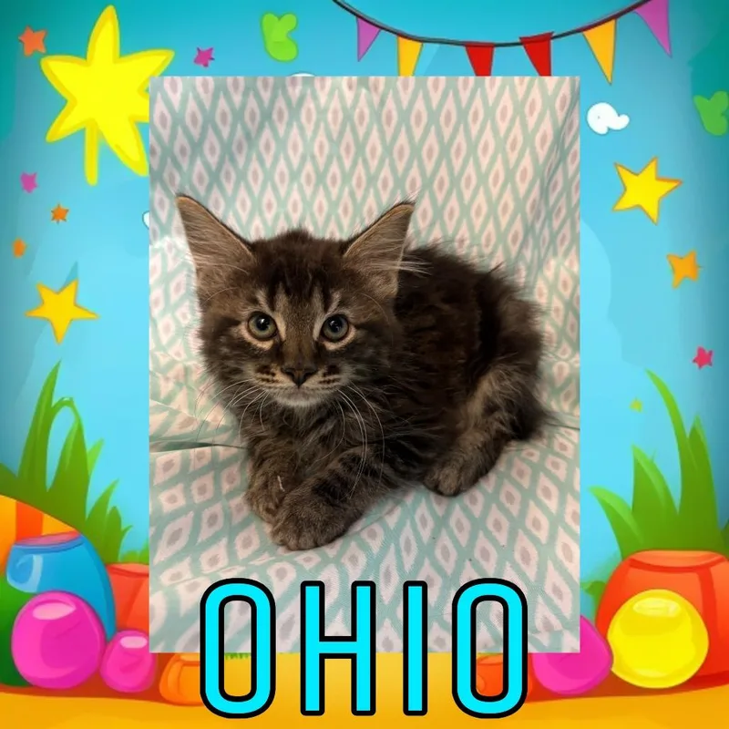 A baby small-sized male Gray / Blue / Silver Domestic Long Hair cat named Ohio for adoption in Royse City, TX