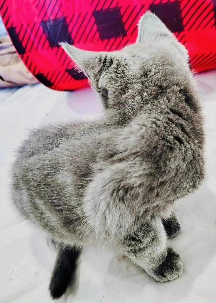 A baby small-sized female Domestic Short Hair cat named Concha for adoption in HUNTINGTON BEACH, CA