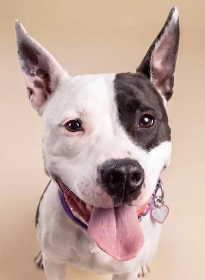 An adult medium-sized female Mixed Breed dog named Angelica for adoption in Washington, DC