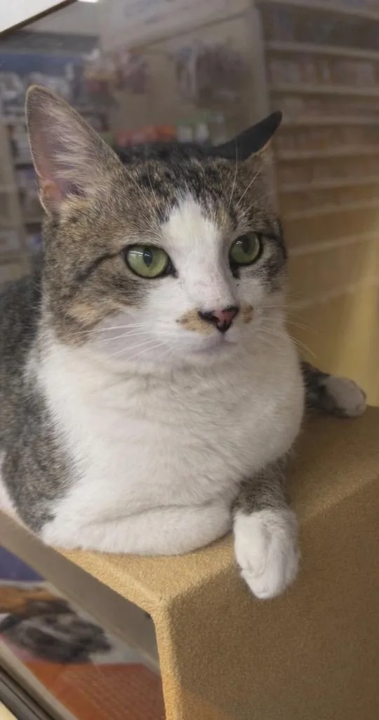 Buddy Boy Il thumbnail 2