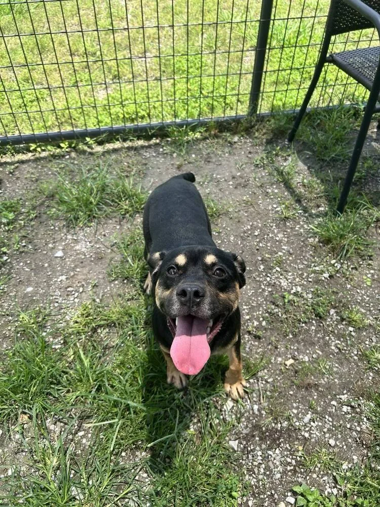 A young medium-sized male Mixed Breed dog named King for adoption in Scott, LA