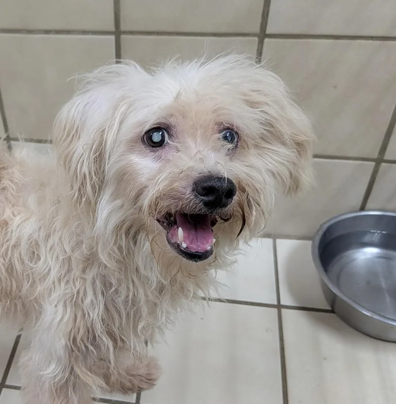 A senior small-sized male Miniature Poodle dog named Wally for adoption in Kerrville, TX