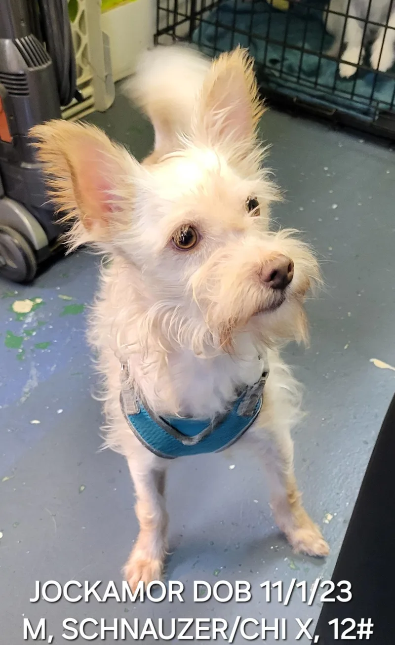 An adult small-sized male Yellow / Tan / Blond / Fawn Schnauzer dog named Jockamor for adoption in Sarasota, FL