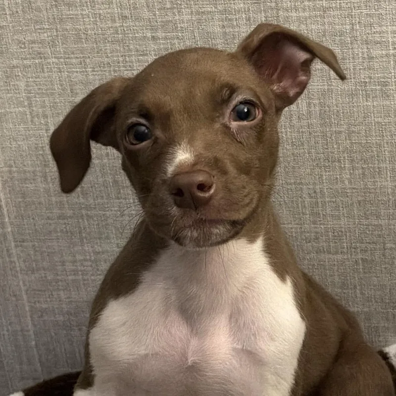 A baby small-sized female Pit Bull Terrier dog named Momo for adoption in Kittanning, PA