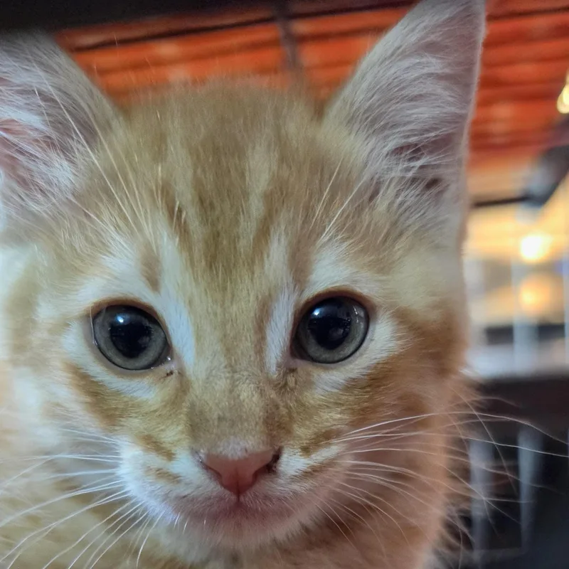 A baby medium-sized male Domestic Short Hair cat named Sunkist for adoption in Springfield, MO