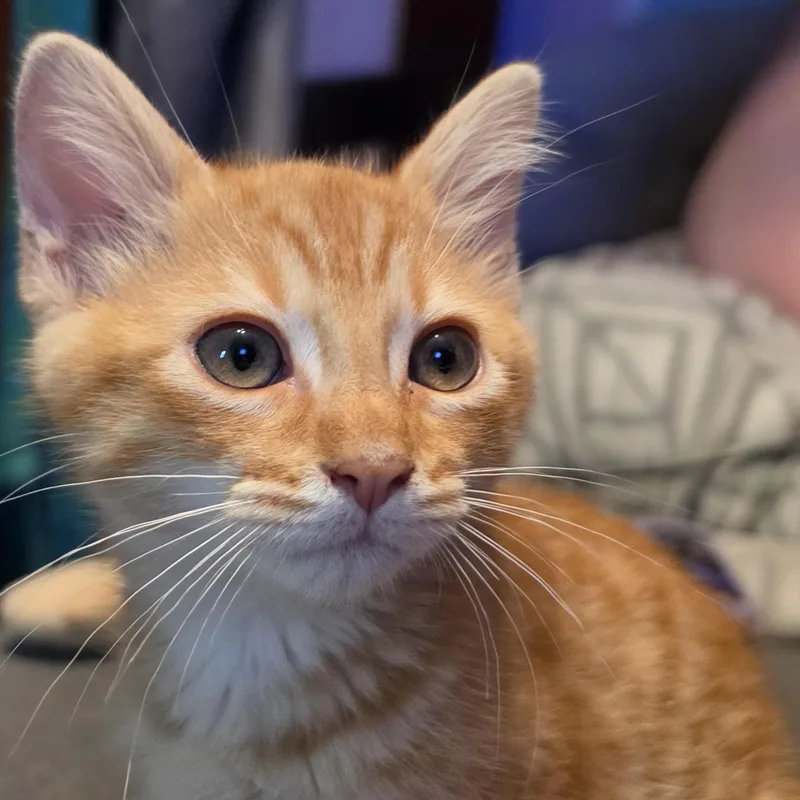 Sunkist thumbnail 2