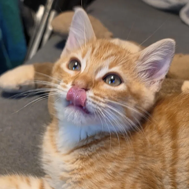 Sunkist thumbnail 5