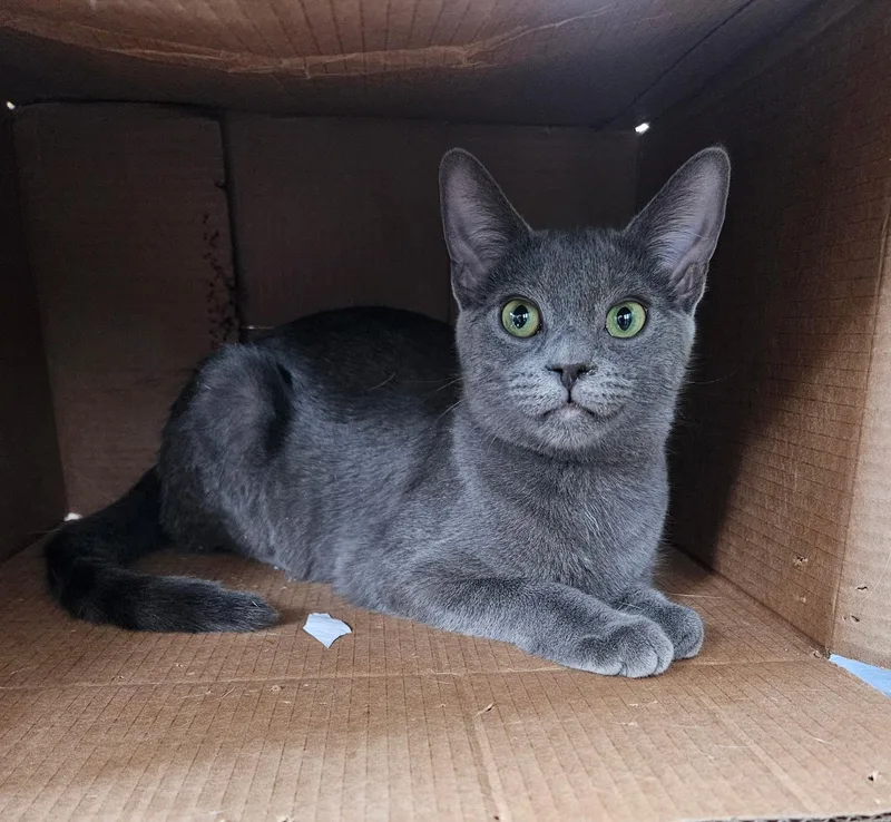 A baby medium-sized female Gray / Blue / Silver Domestic Short Hair cat named Gracie for adoption in Elverson, PA