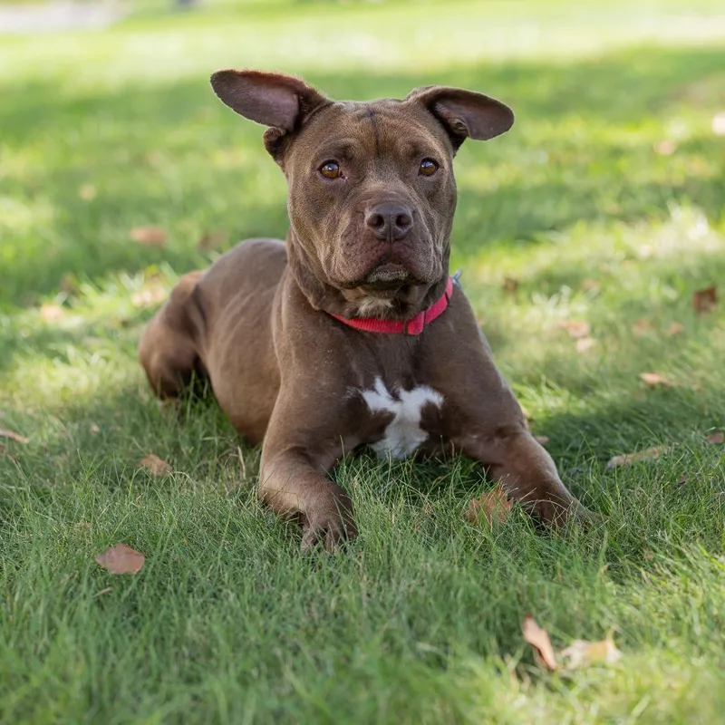 An adult medium-sized female Brown / Chocolate Mixed Breed dog named Rosa for adoption in Dearborn, MI