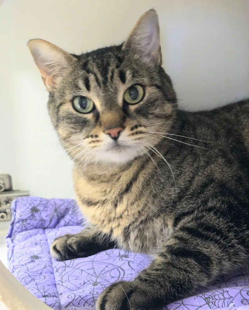 An adult medium-sized female Tabby (Brown / Chocolate) Domestic Short Hair cat named Mama for adoption in Amityville, NY