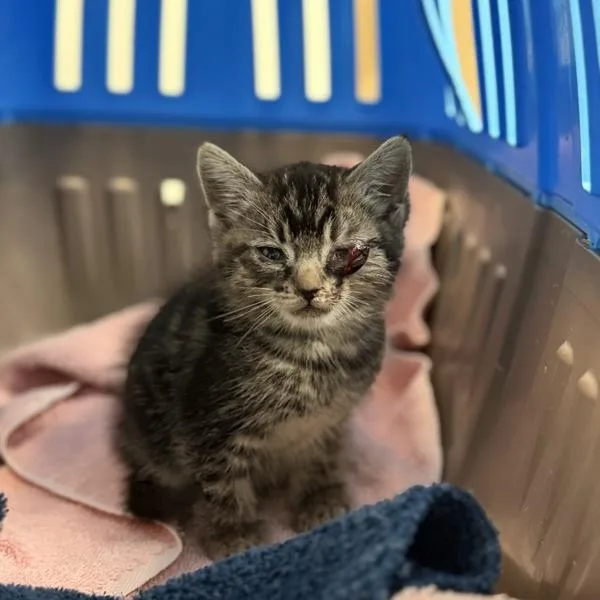 A baby small-sized male Domestic Short Hair cat named French Fry for adoption in San Diego, CA