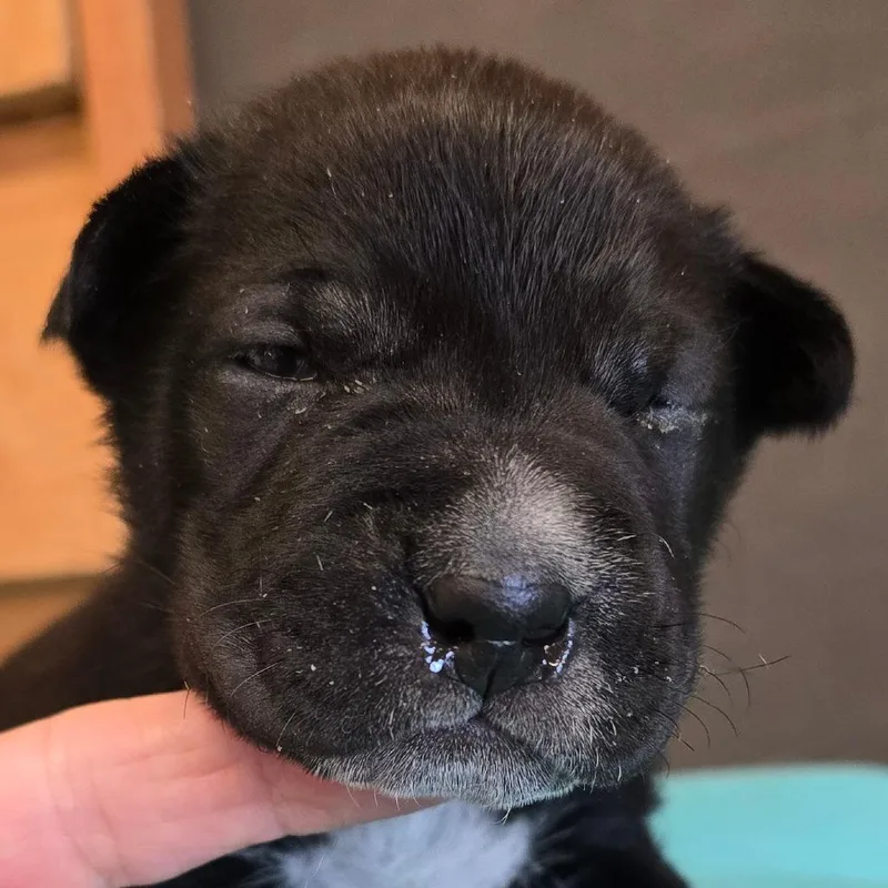 A baby small-sized male Black Mixed Breed dog named Gooseberry for adoption in Wickenburg, AZ