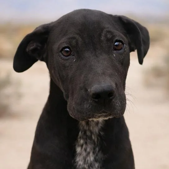 Gooseberry thumbnail 2