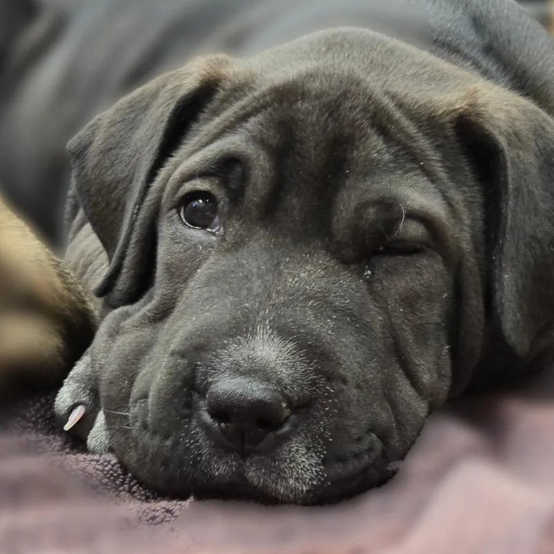 Gooseberry thumbnail 3