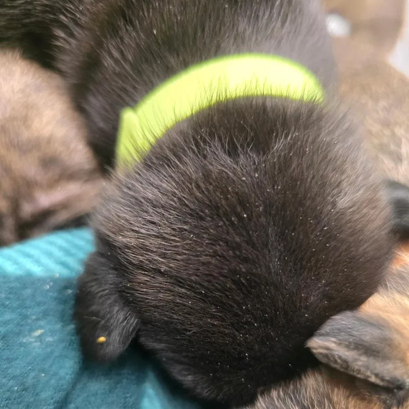 Gooseberry thumbnail 4