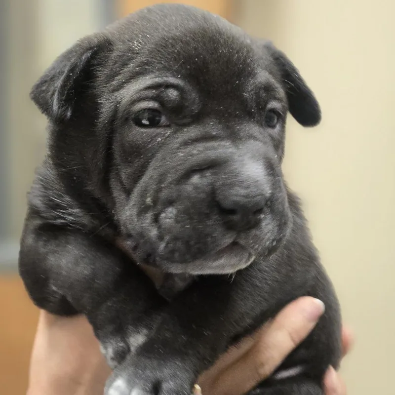 Gooseberry thumbnail 5