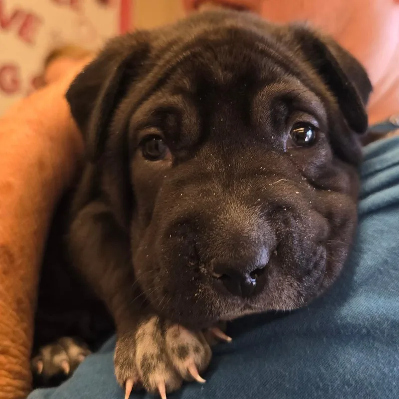 Gooseberry thumbnail 6