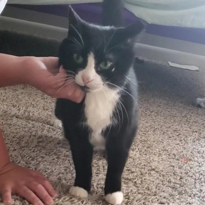 An adult medium-sized female Domestic Short Hair cat named Itsy Bitsy for adoption in York, PA