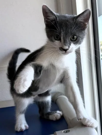 A baby small-sized female Domestic Short Hair cat named Liberty for adoption in Venice, FL