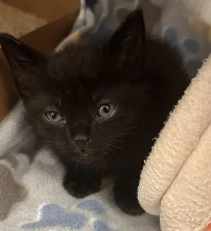 A young small-sized male Domestic Short Hair cat named Chespin for adoption in Roseville, CA