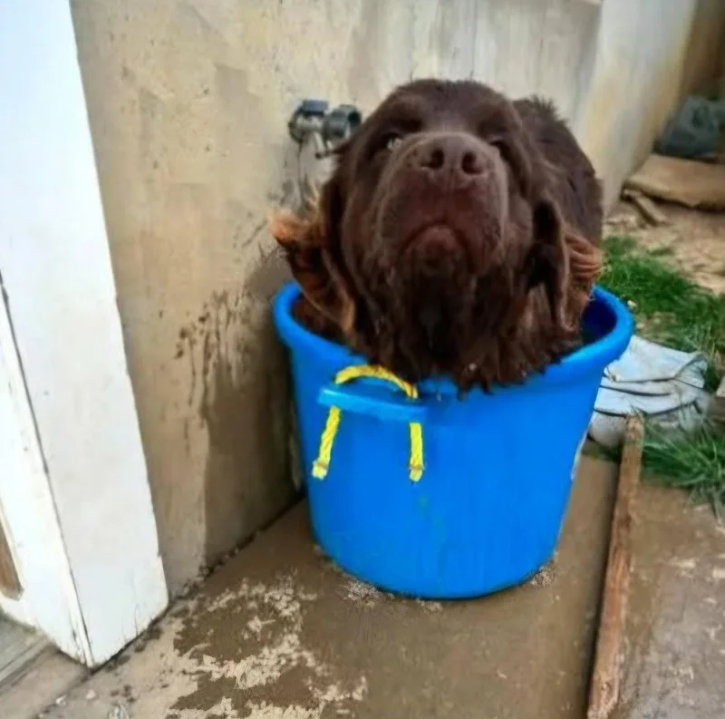 Grizzly