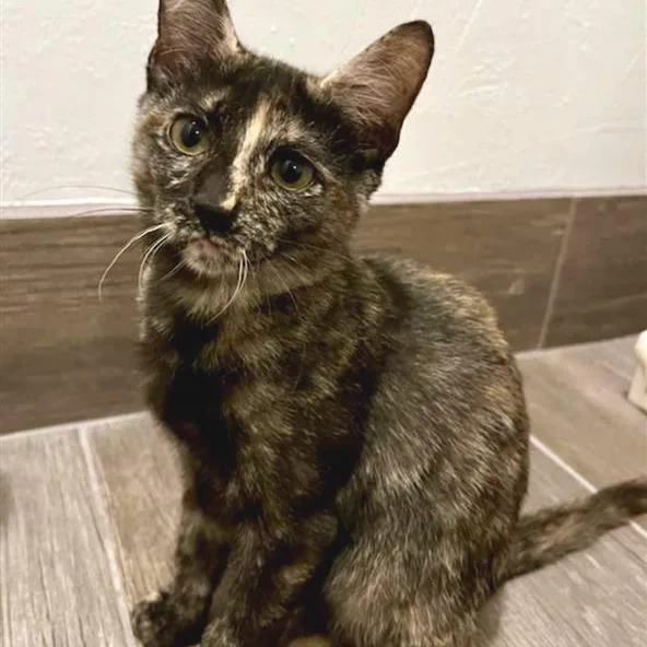 A baby small-sized female Tortoiseshell Bombay cat named Summer for adoption in Mount Shasta, CA