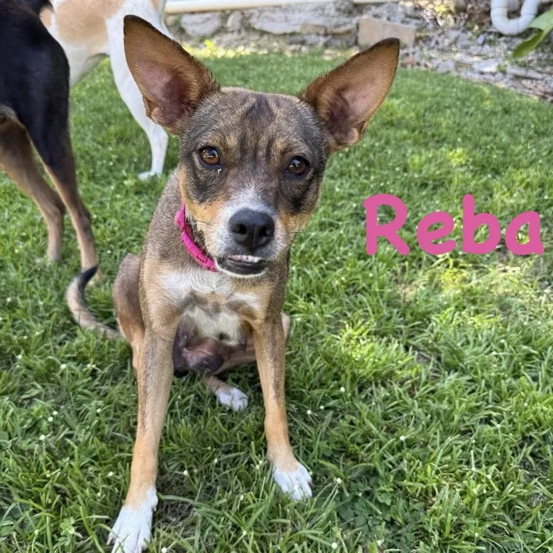 An adult small-sized female Chihuahua dog named Mama Reba for adoption in Carmel, NY