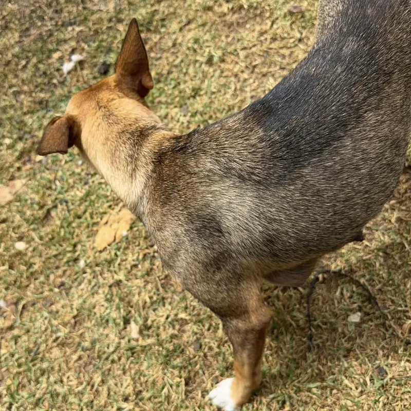 Mama Reba thumbnail 3