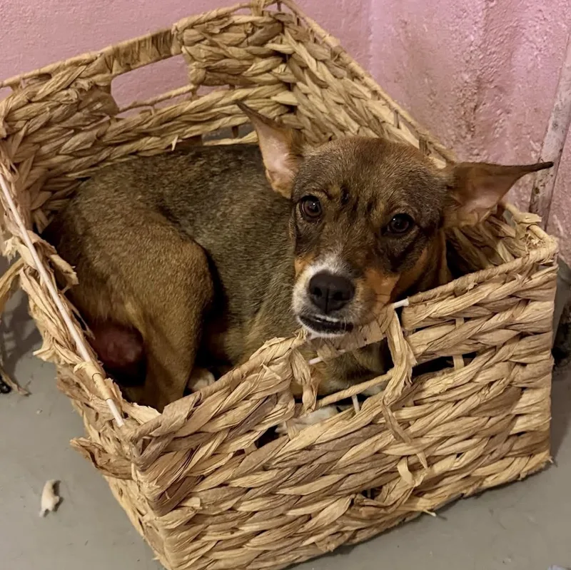 Mama Reba thumbnail 4