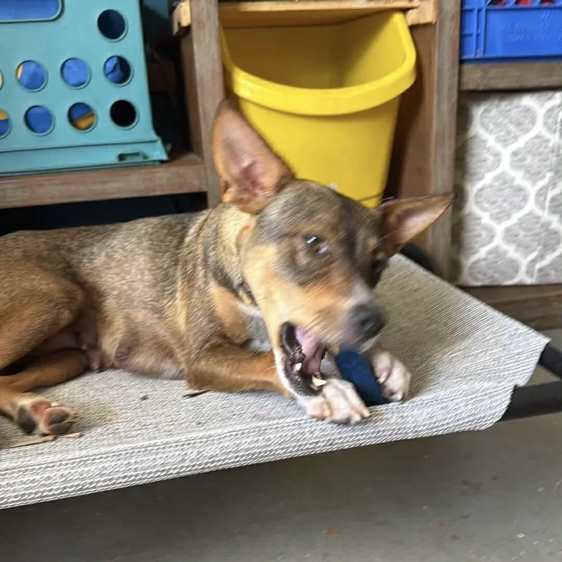 Mama Reba thumbnail 6