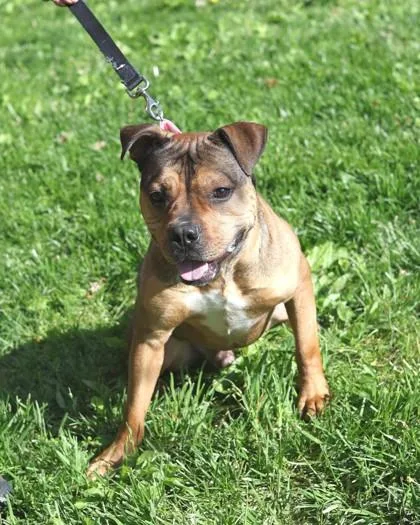 An adult medium-sized male Mixed Breed dog named Tater for adoption in West Chester, PA