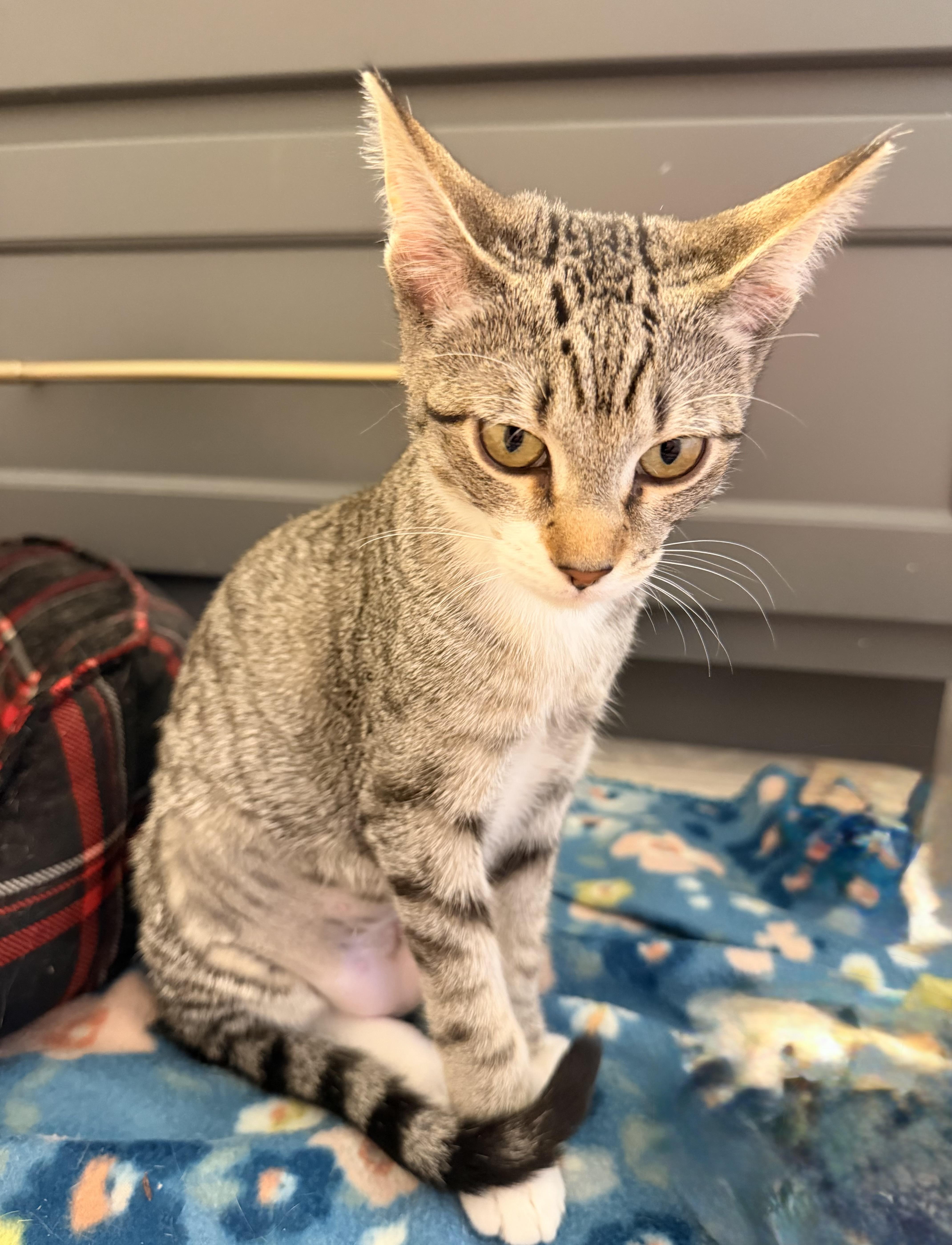 A baby medium-sized female Tabby (Buff / Tan / Fawn) Domestic Short Hair cat named Stella for adoption in Austin, TX